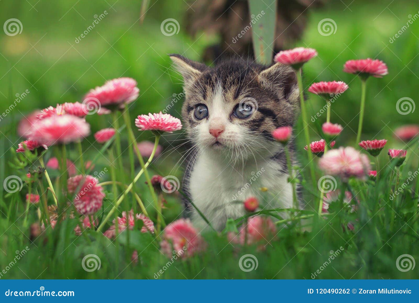 Cute kitten in the flowers stock photo. Image of adorable - 120490262