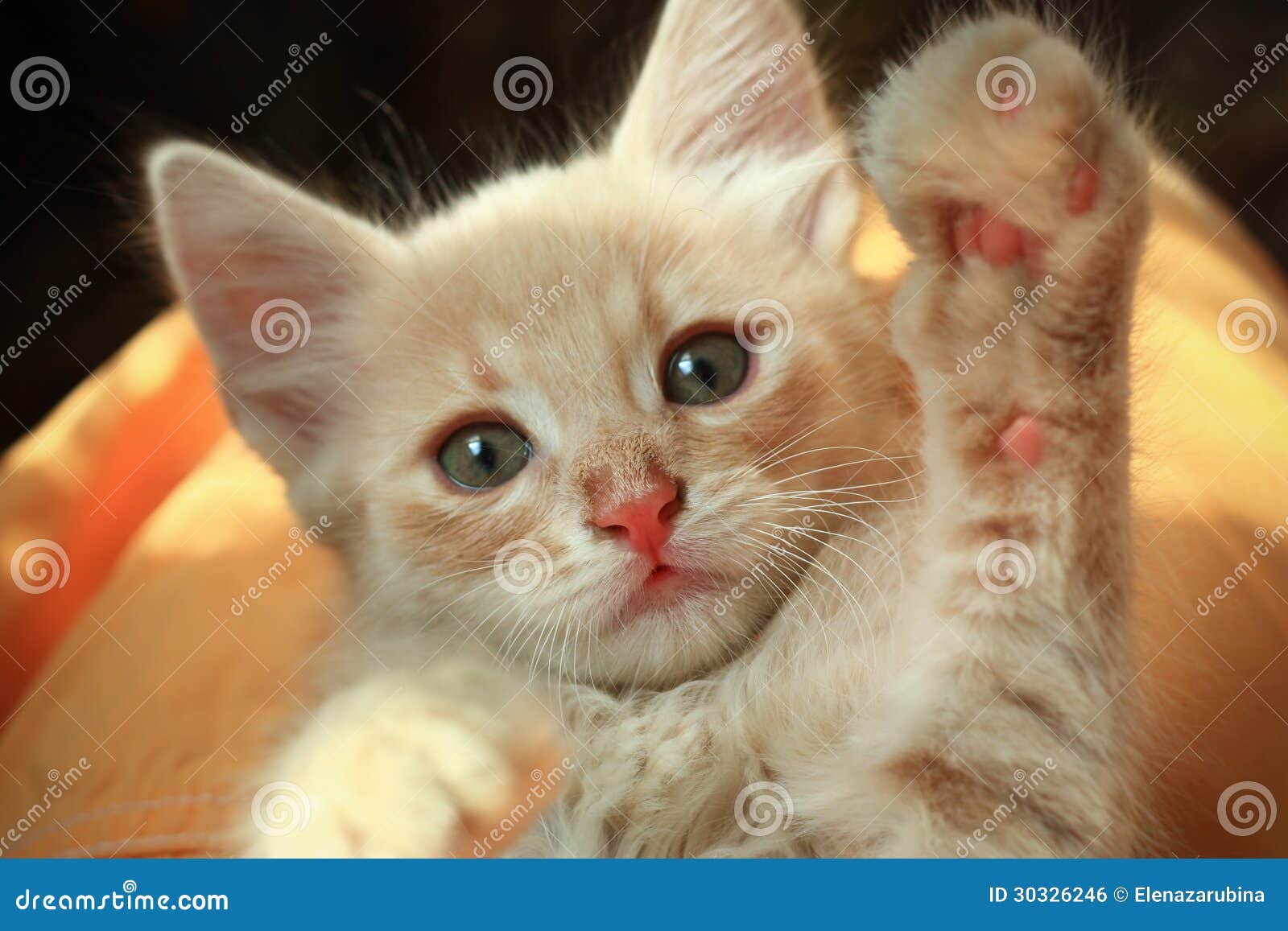 165 Cute Kitten High Five Stock Photos - Free & Royalty-Free Stock ...
