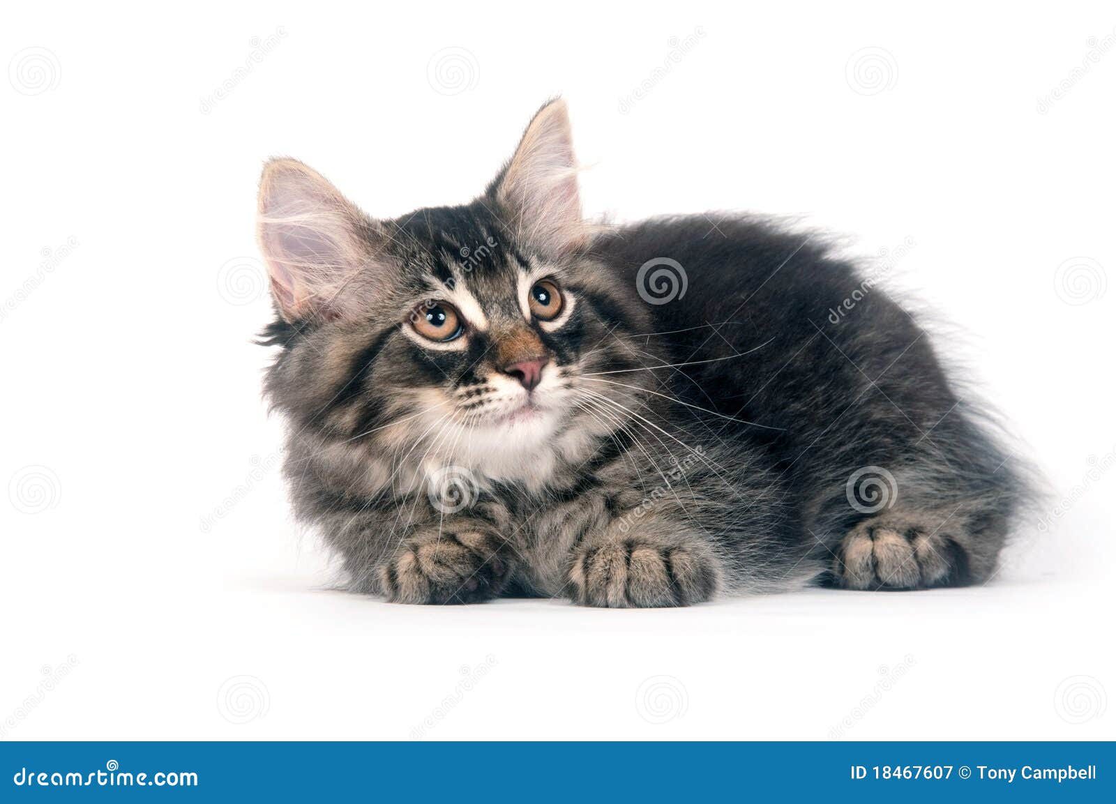  Cute  Kitten  Laying  Down  On White Background Stock Image 