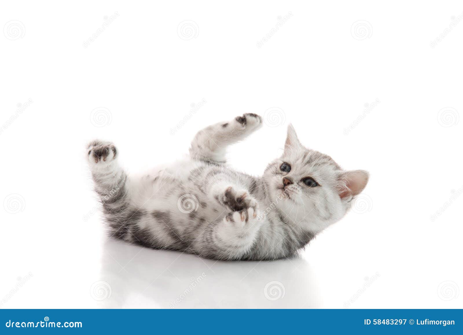 Cute kitten lies on his back and plays on a white background isolated