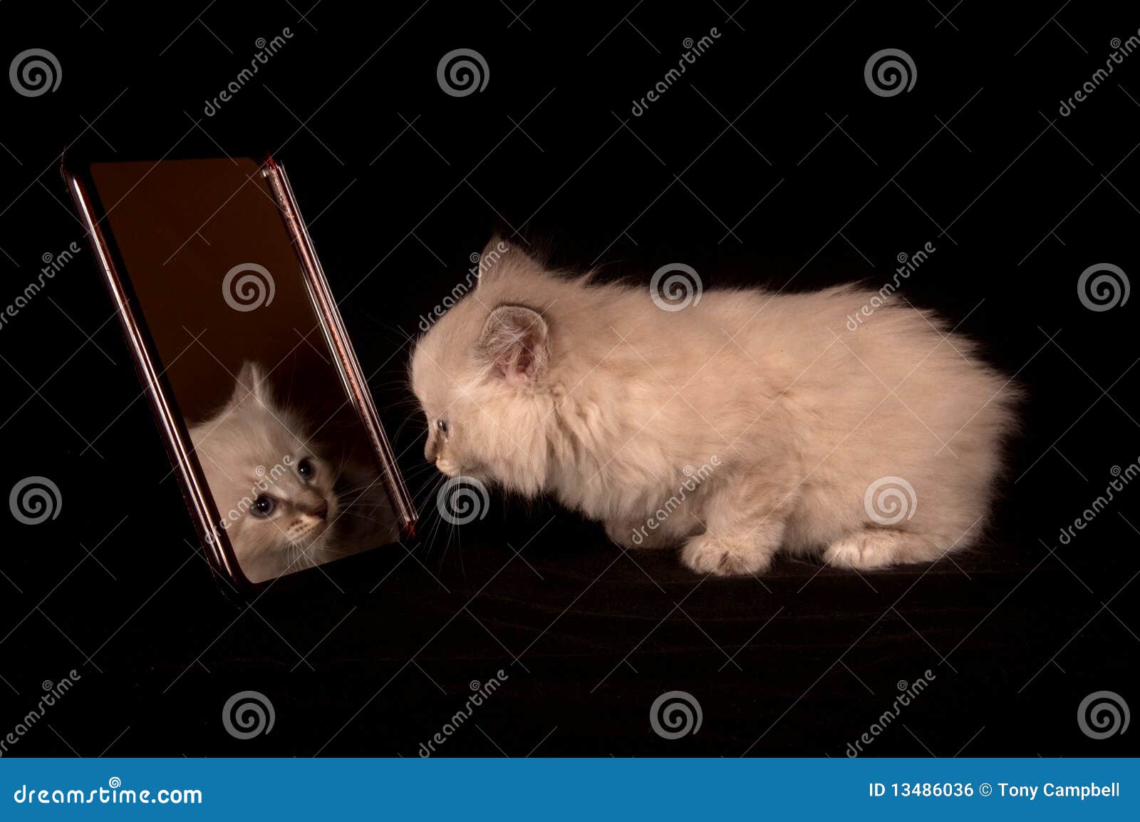 Cute Kitten Looking in Mirror Stock Photo Image of adorable
