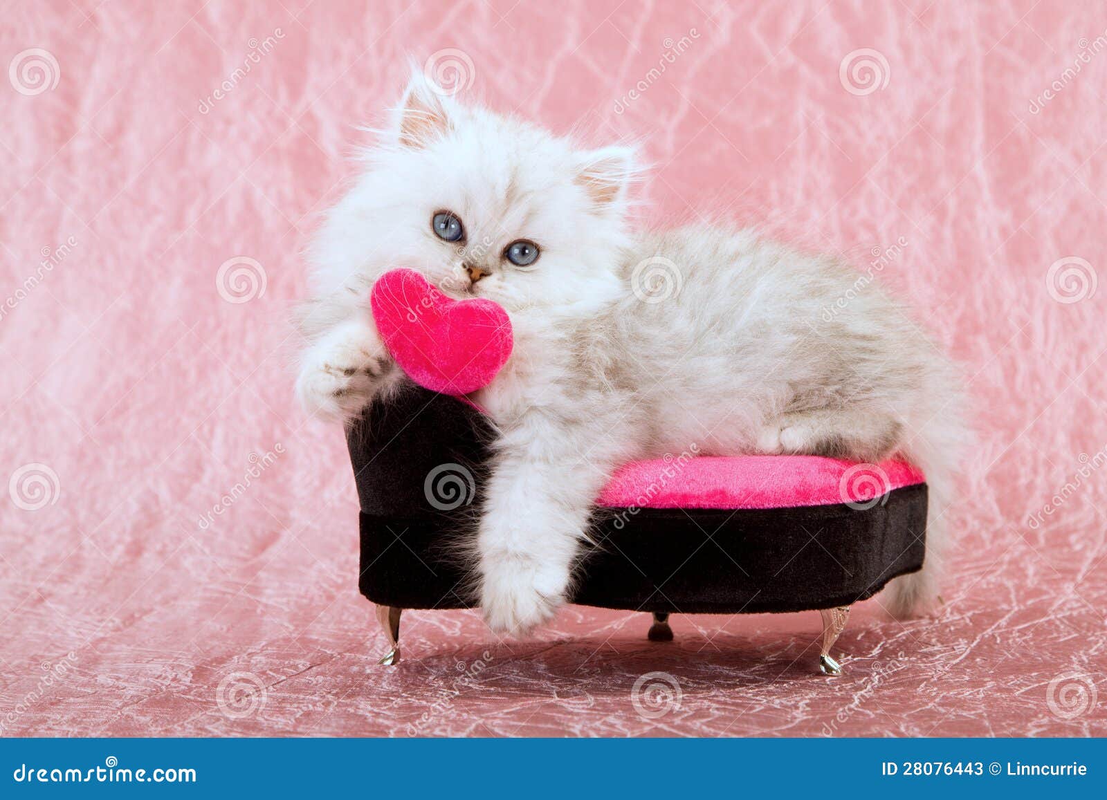  Cute  Kitten  With Love  Heart Stock Image Image of persian 
