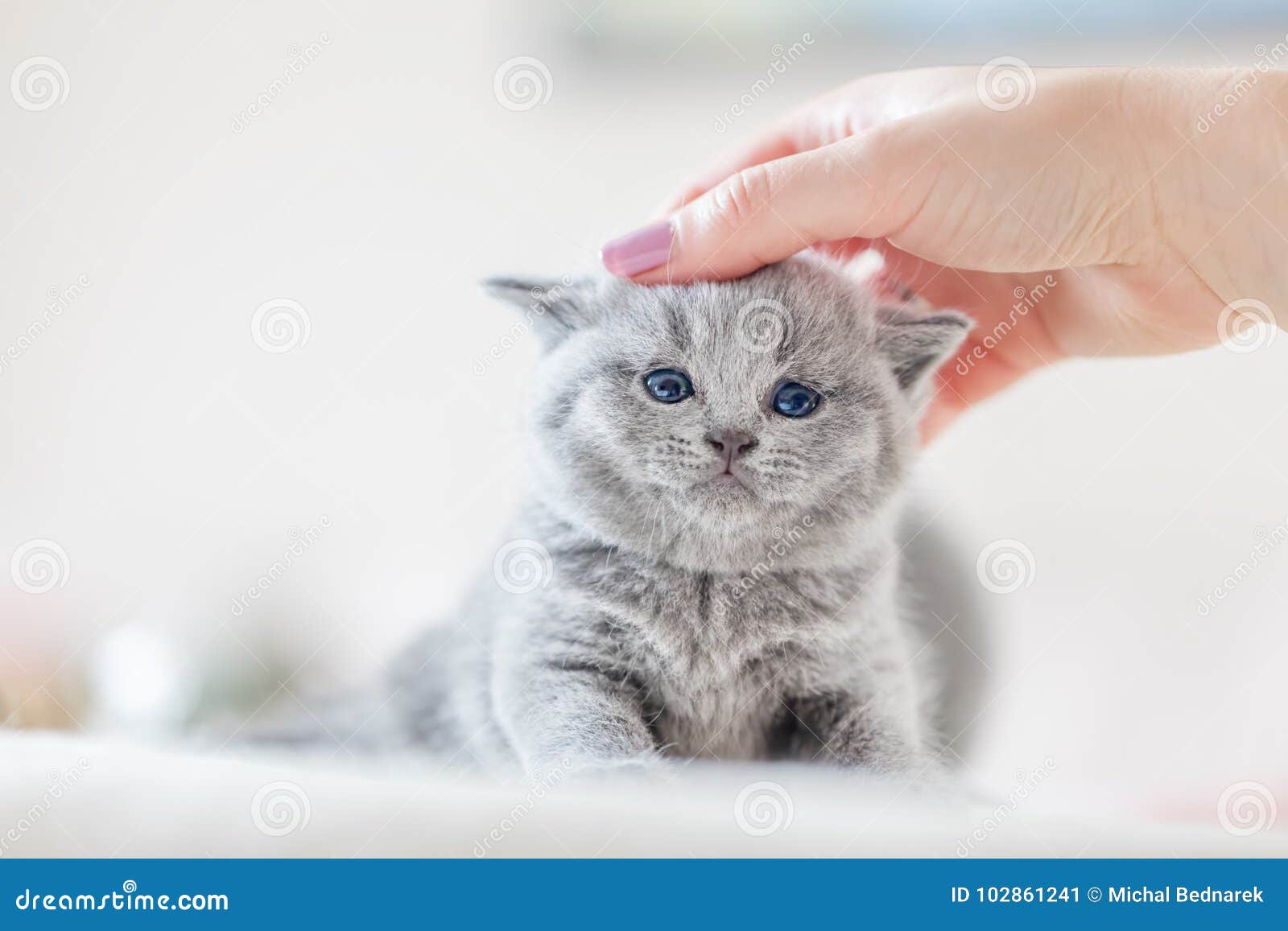 cute kitten loves being stroked by woman`s hand