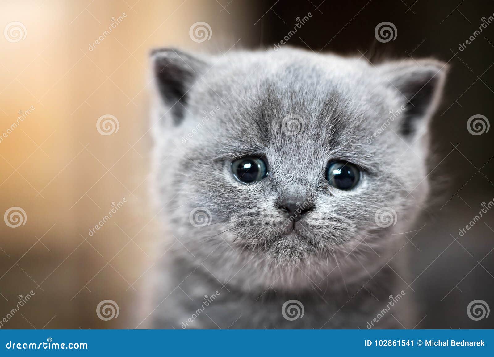 Cute Kitten Portrait. British Shorthair Cat Stock Image - Image of ...