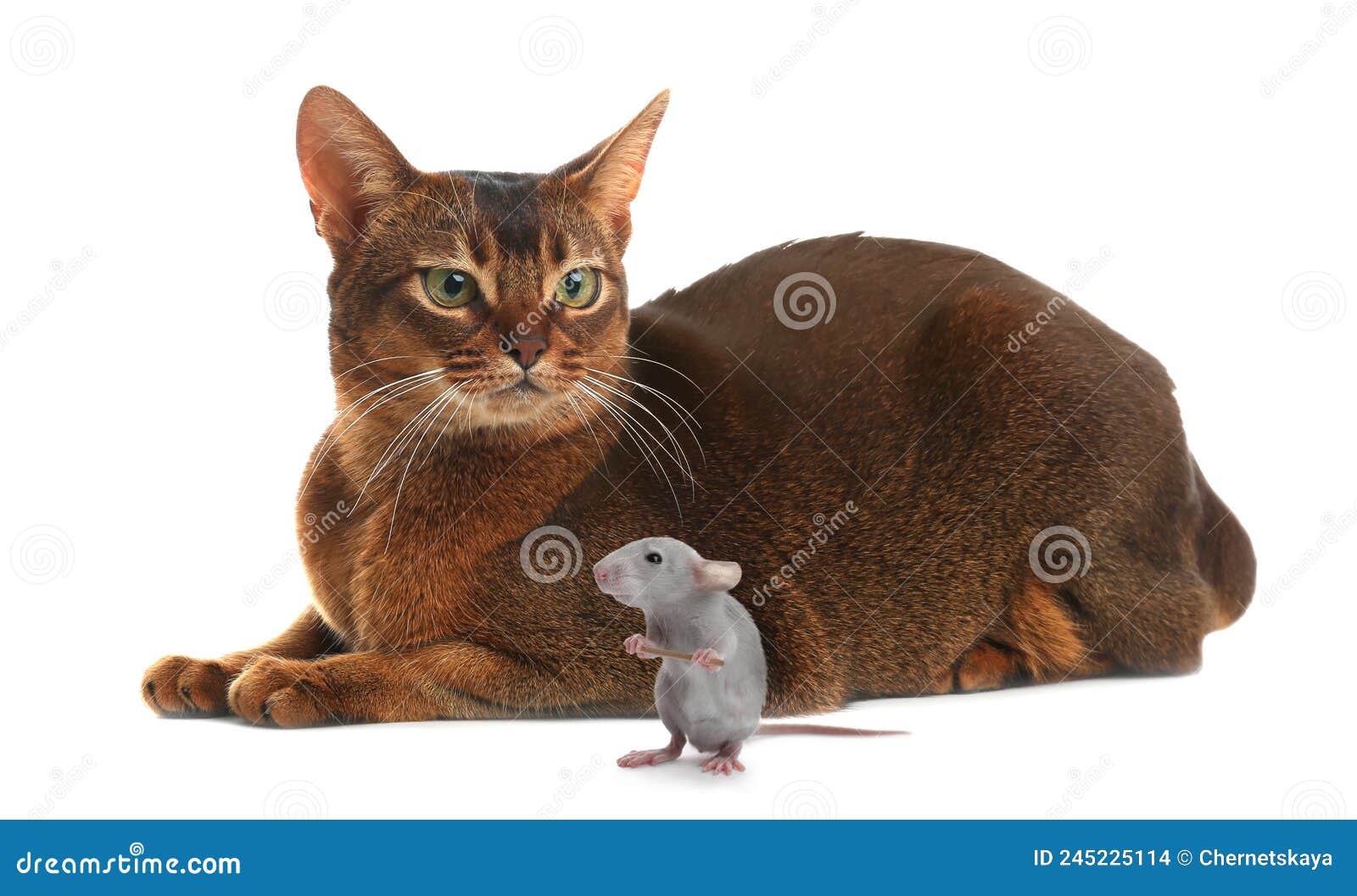 Cute Kitten and Rat on White Background Stock Photo Image of care