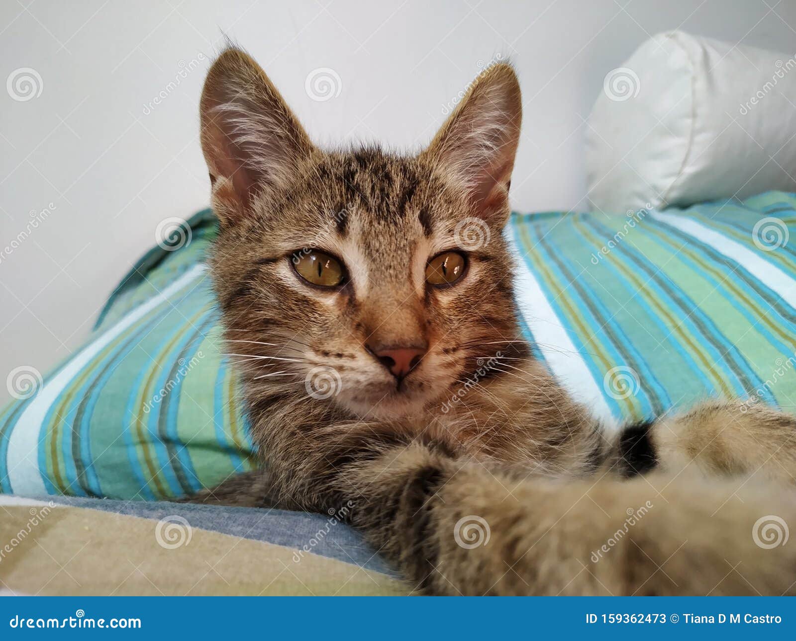 cute kitten resting in bed