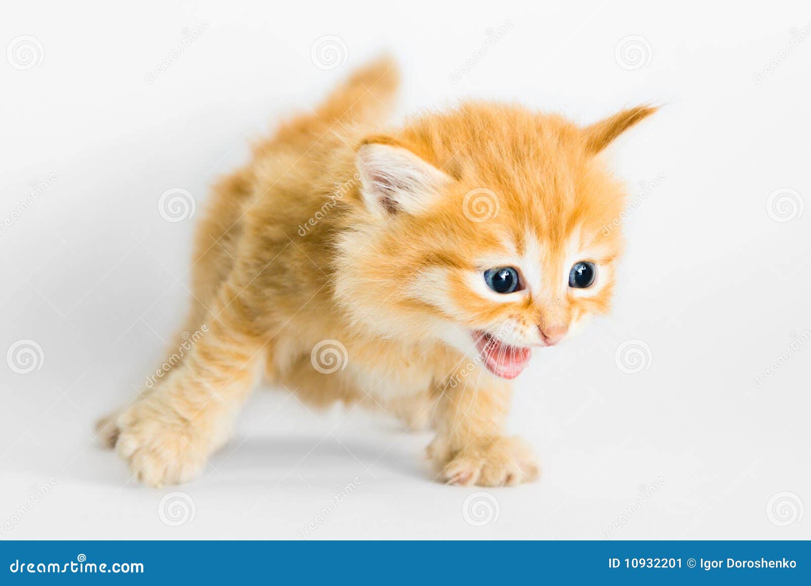 Cute Kitten Running and Meowing Stock Image - Image of baby ...