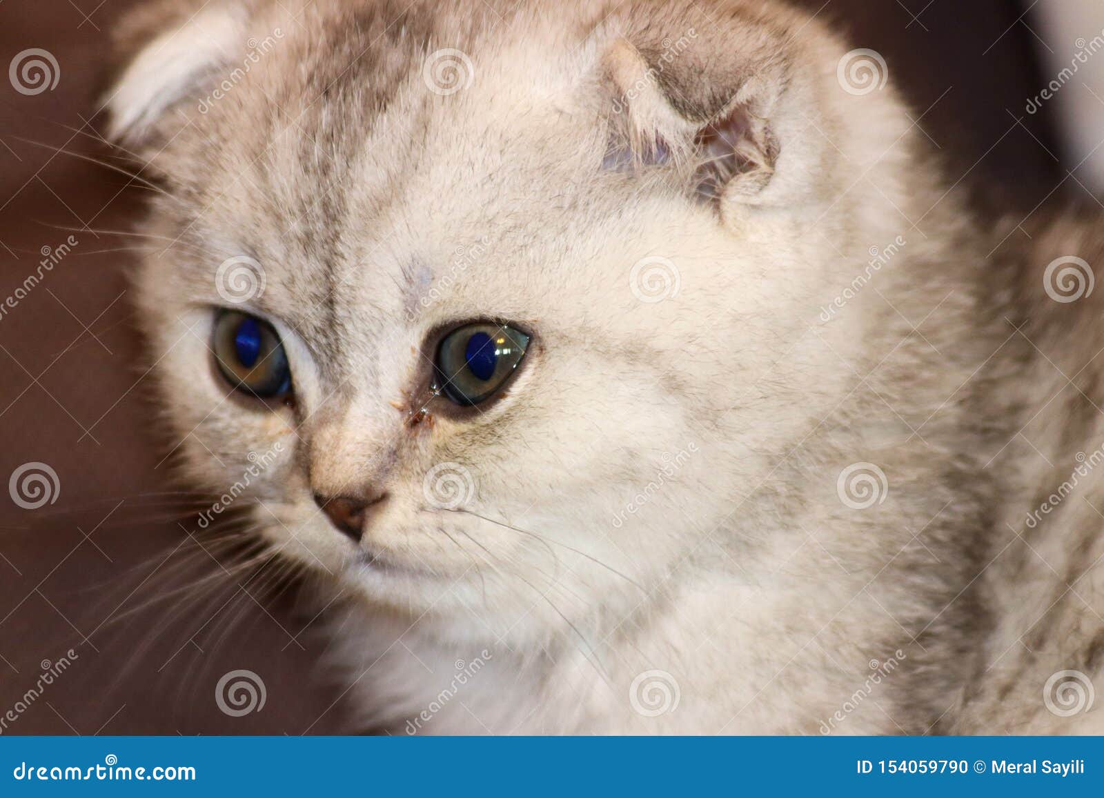 Cute Kitten Scottish Cat with Round Eyes, Acaip Folded Forward ...
