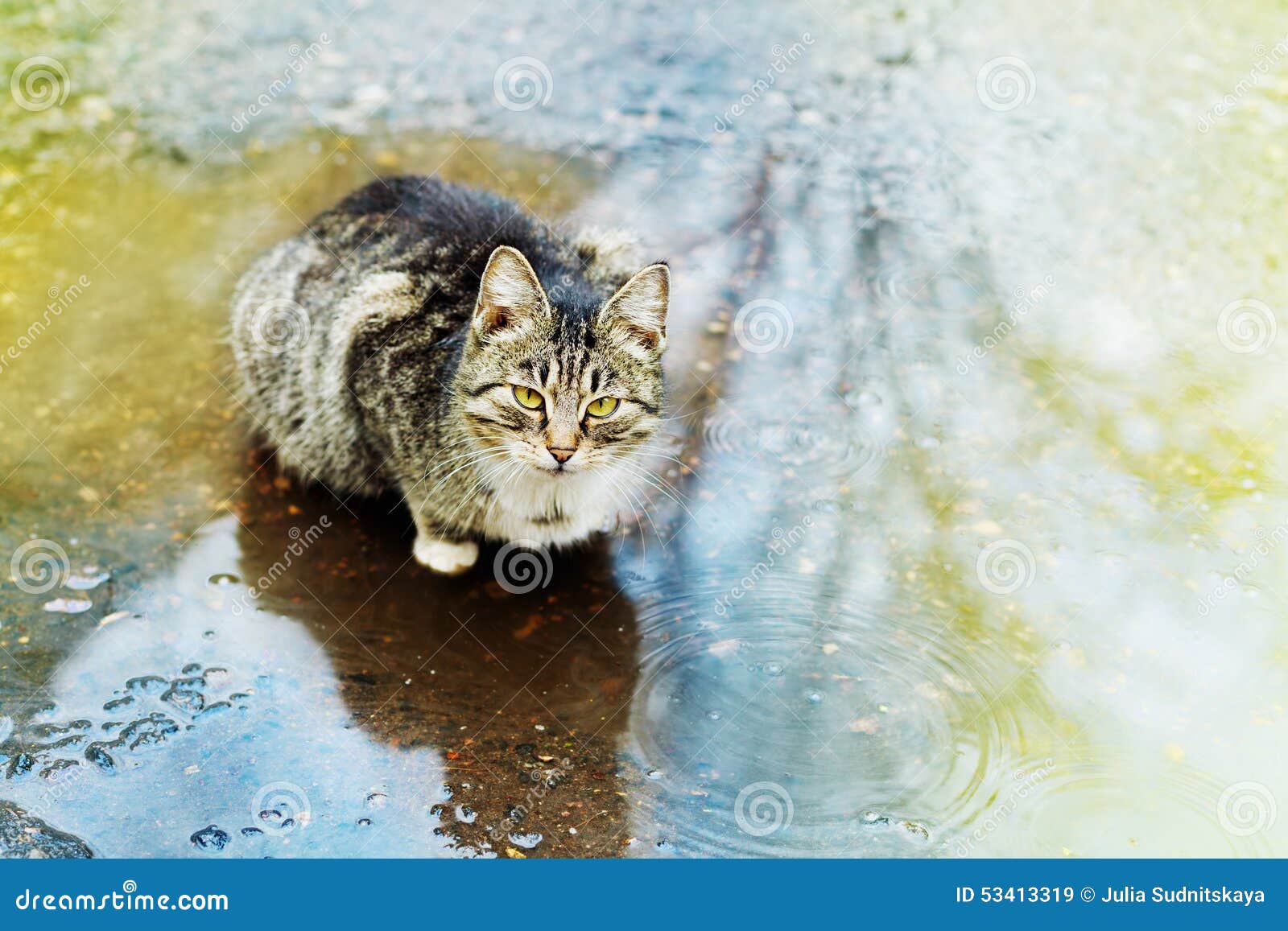 Cute Kitten Sitting in a Puddle in the Rain Stock Image Image of grey