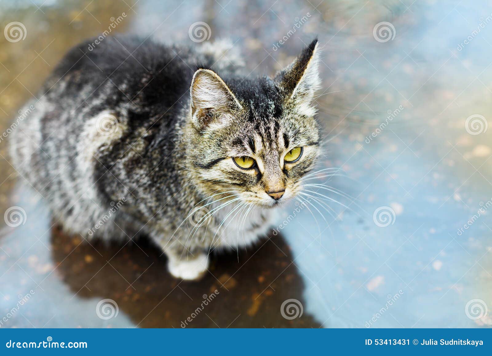 Cute Kitten Sitting in a Puddle in the Rain Stock Image Image of