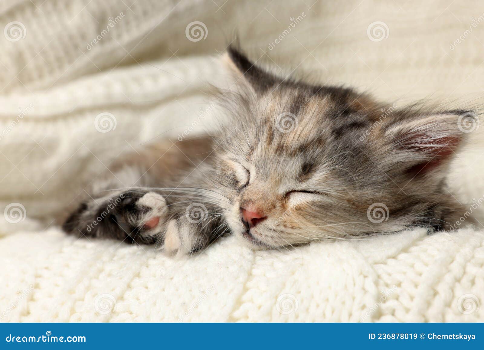 Cute Kitten Sleeping on White Knitted Blanket Stock Image Image of