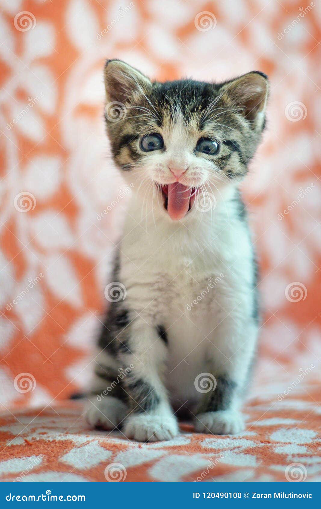 Cute Kitten Sticking His Tongue Out Stock Photo - Image of felines ...