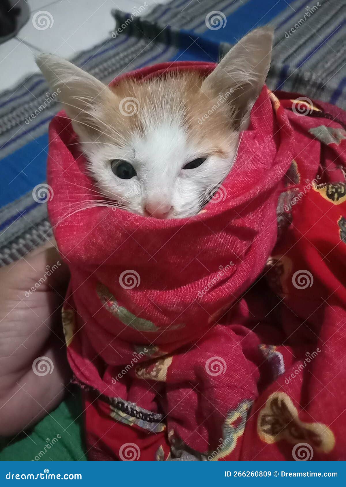 Cute kitten under clothes stock image. Image of clothes 266260809