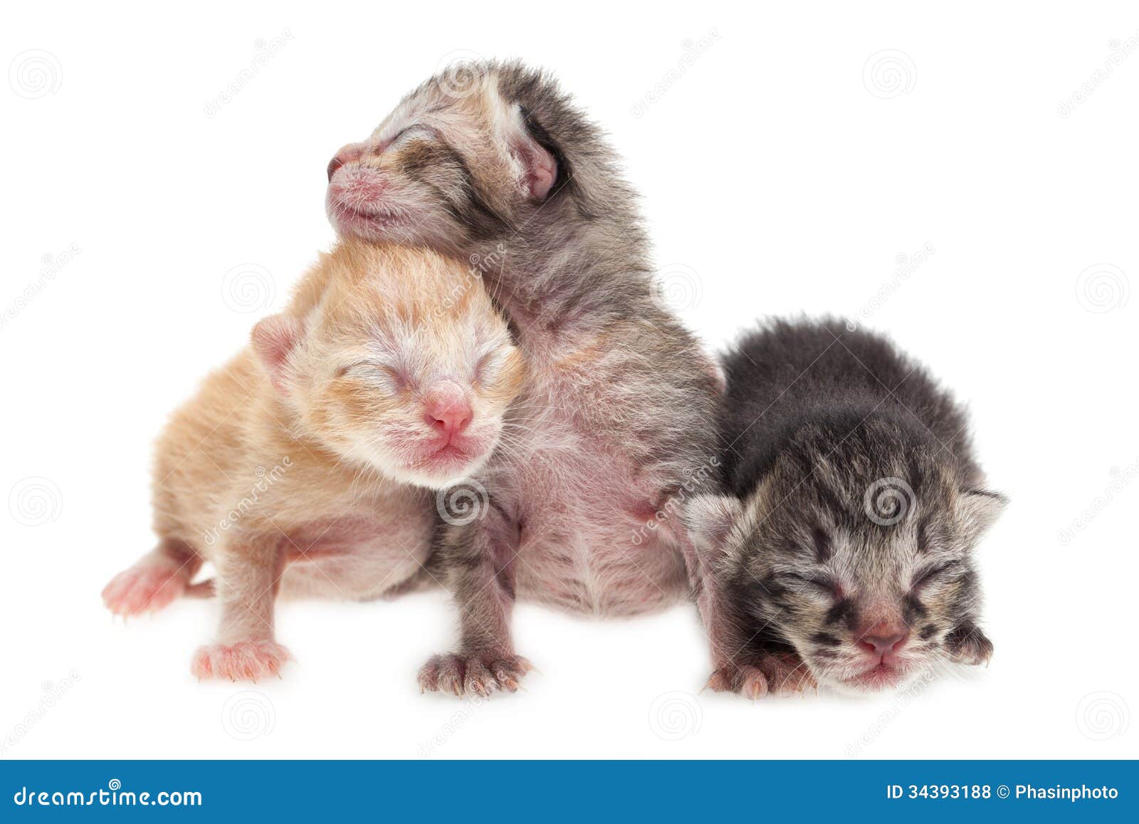 Cute Kittens Background Stock Photo Image Of Group Adorable