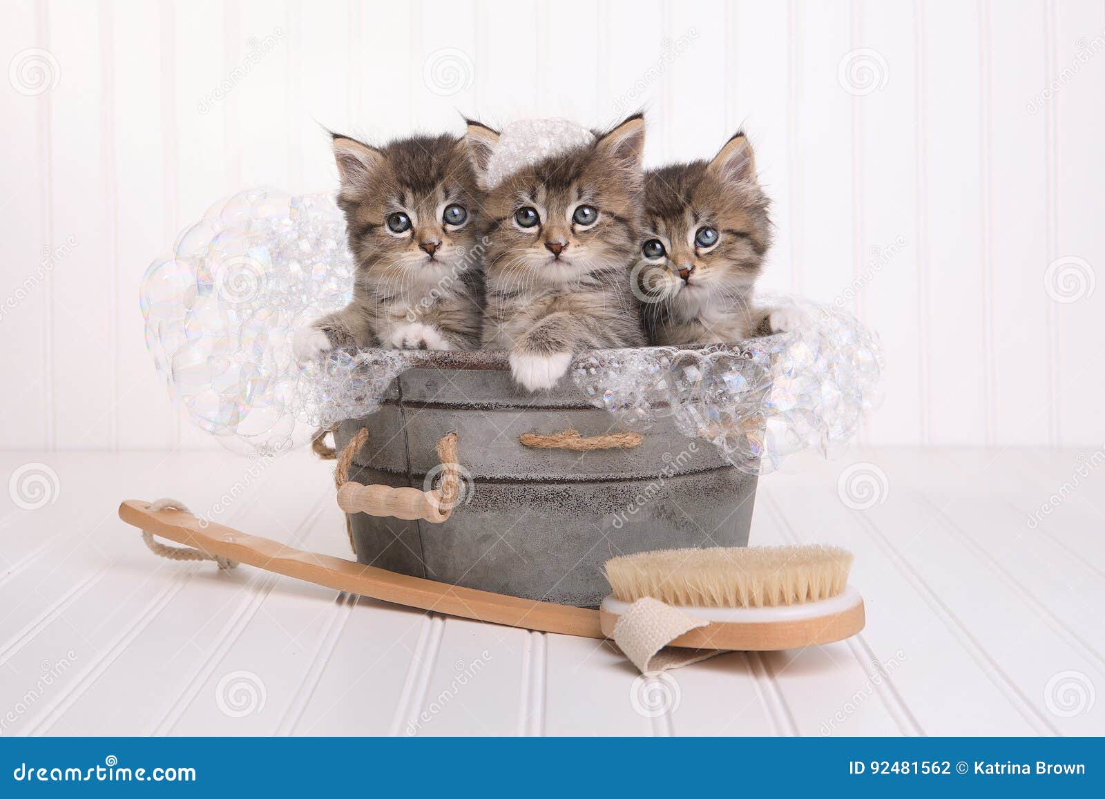Cute Kittens in Washtub Getting Groomed by Bubble Bath Stock Photo