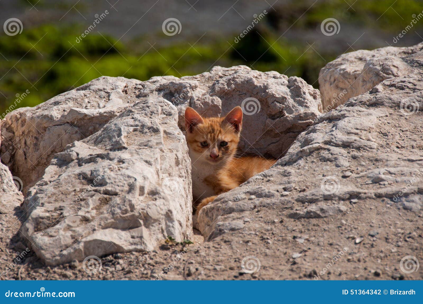 Cute Kitty Hiding, Al Khobar, Saudi Arabia Stock Photo Image of