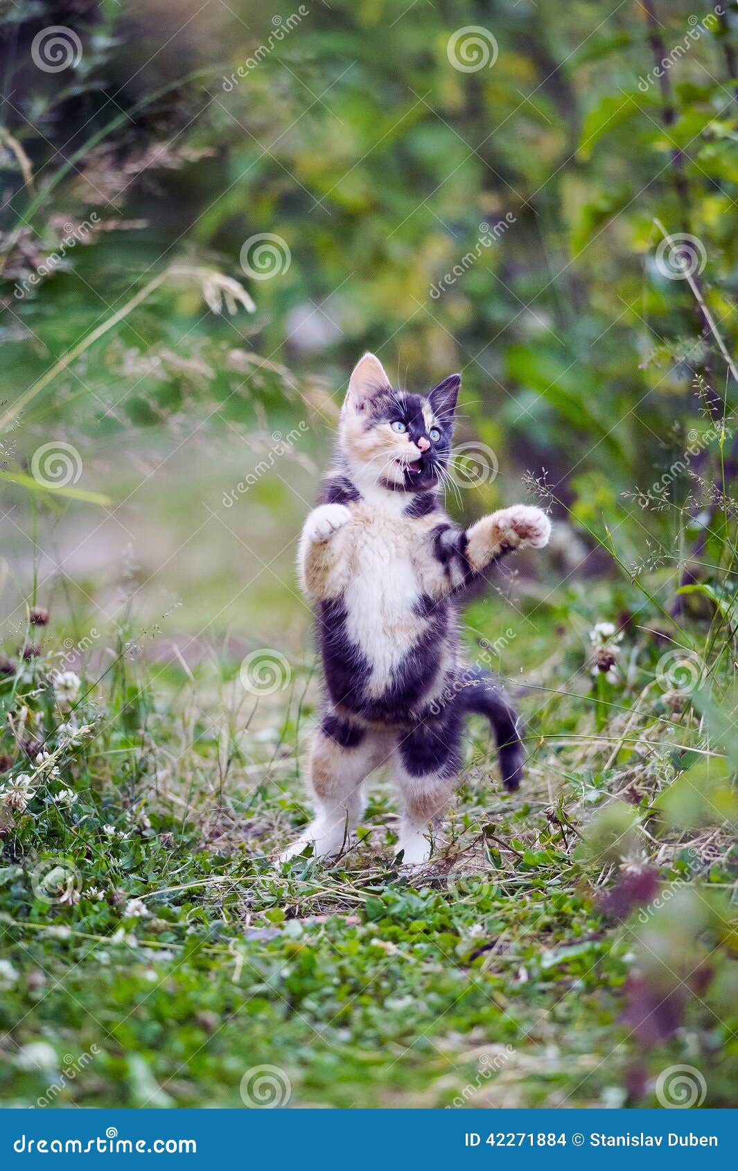 Cute Kitty Standing on Back Legs Stock Photo Image of hunting, kitty