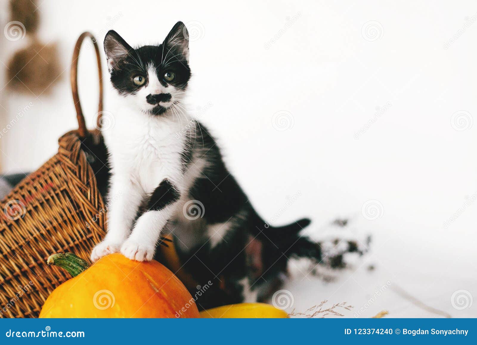Cute Kitty Standing on Pumpkin with Funny Look at Cozy Wicker Ba Stock ...