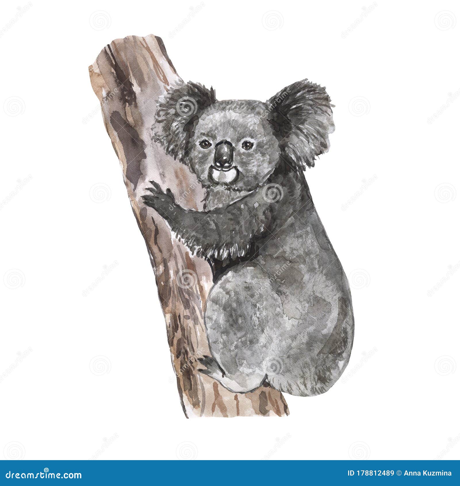 Cute Koala Bear on a Tree, Isolated on White Background. Summer Illustration. Exotic Australian Wild Animal. Card Template Stock Image - Image of graphic, design: 178812489 Cute Koala Bear on a Tree, Isolated on White Background. Summer Illustration. Exotic Australian Wild Animal. Card Template Stock Image - Image of graphic, design: 178812489