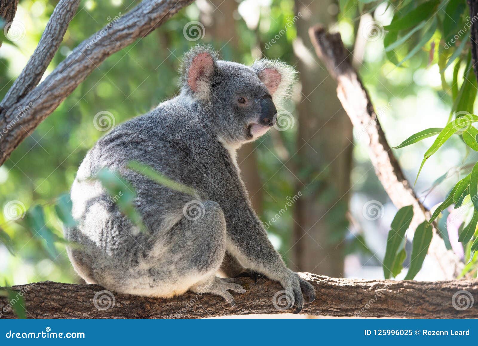 5,623 Cute Koala Stock Photos - Free & Royalty-Free Stock Photos from Dreamstime 5,623 Cute Koala Stock Photos - Free & Royalty-Free Stock Photos from Dreamstime