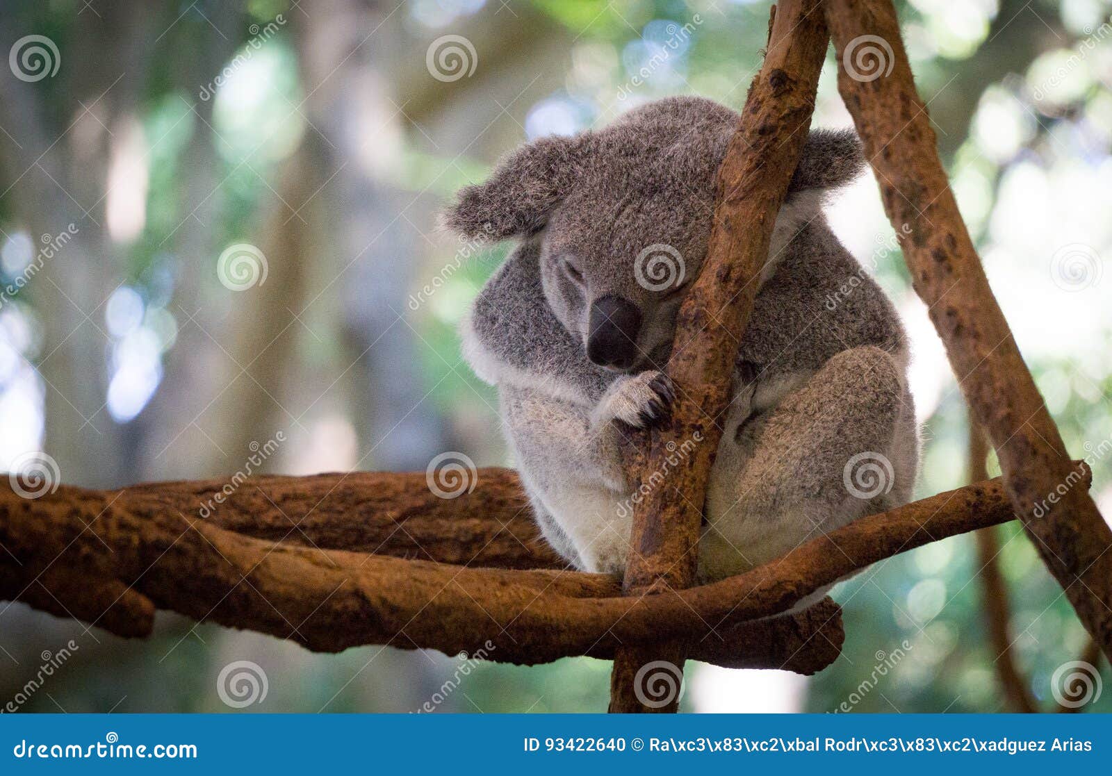 cute koala resting at the zoo, brisbane, australia