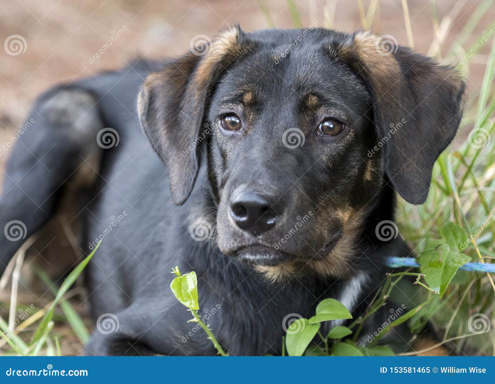 dominere Grundig tyk Cute Lab Shepherd Mixed Breed Dog Laying Down Outside Stock Image - Image  of young, male: 153581465