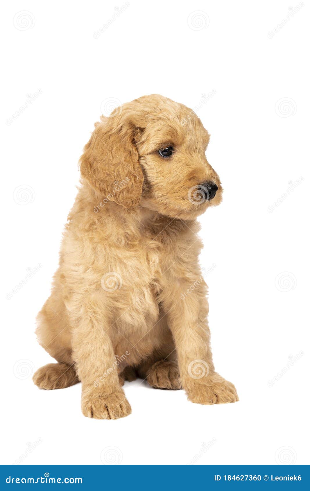 Cutest labradoodle store puppies