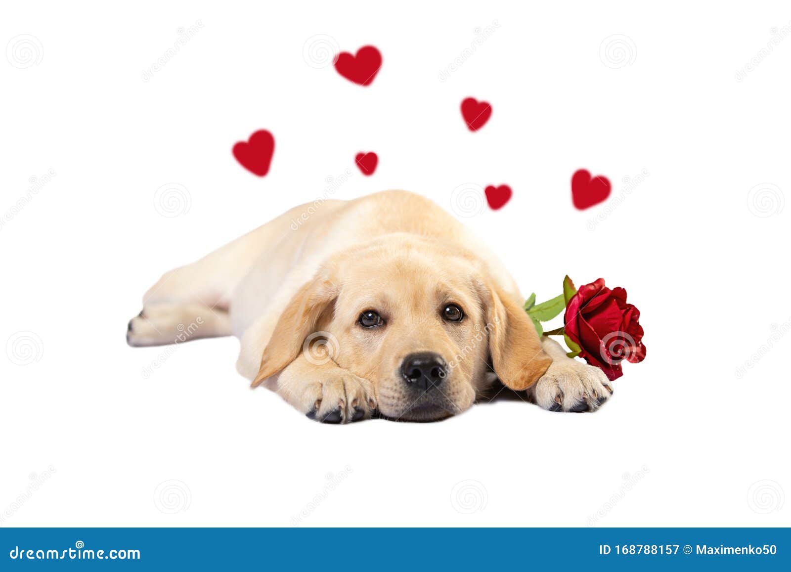 Puppy in Love. Cute Labrador Dog with Red Rose Isolated on White ...