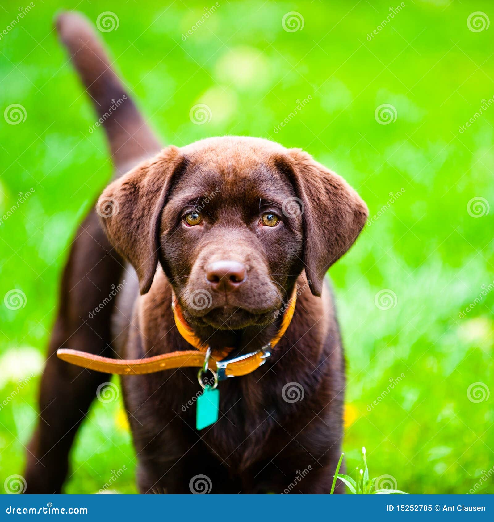 Cute Labrador Puppy Close Up Playing in Grass Stock Image Image of