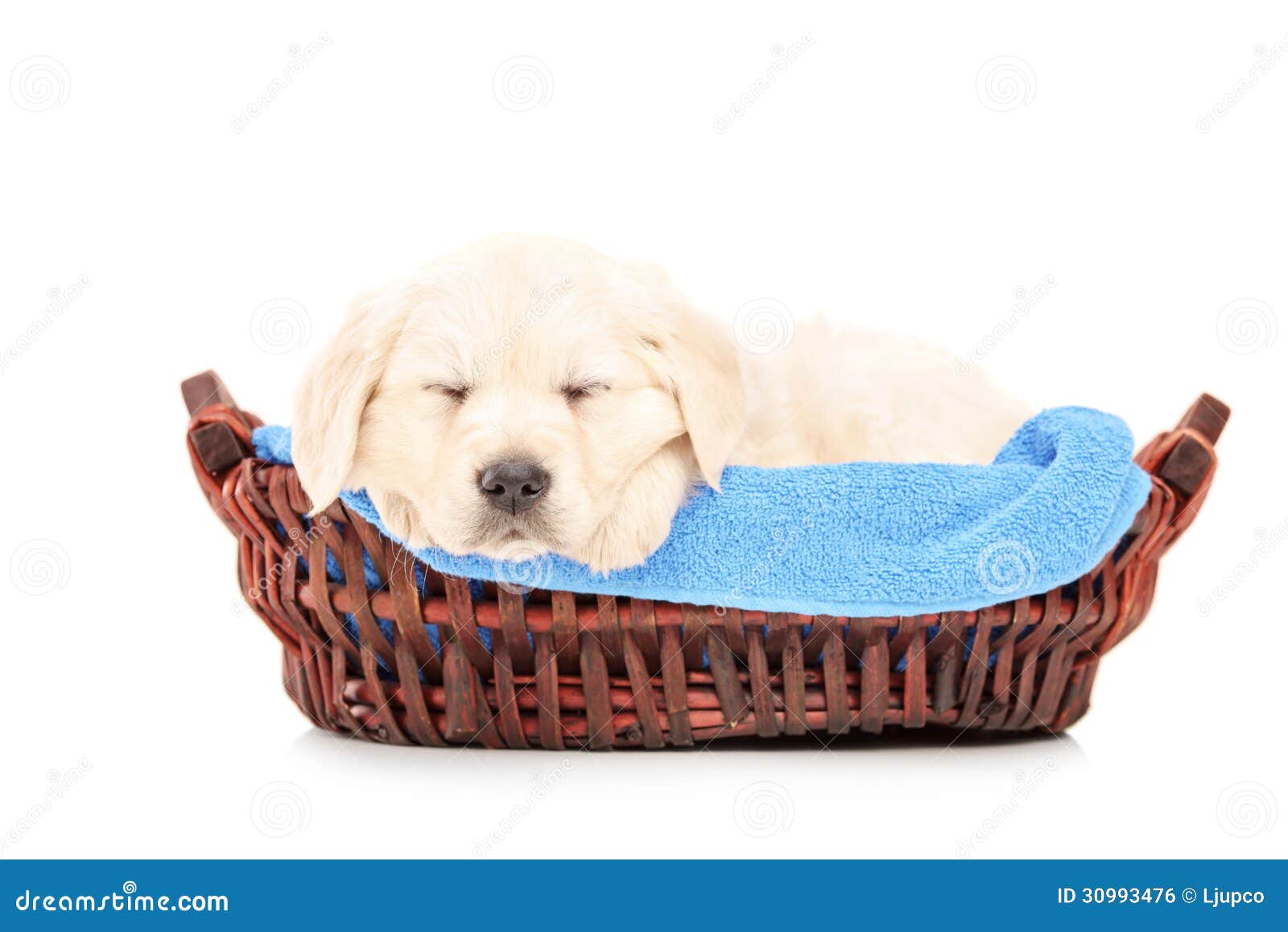 Cute Labrador Puppy Dog Sleeping in a Basket Stock Photo Image of