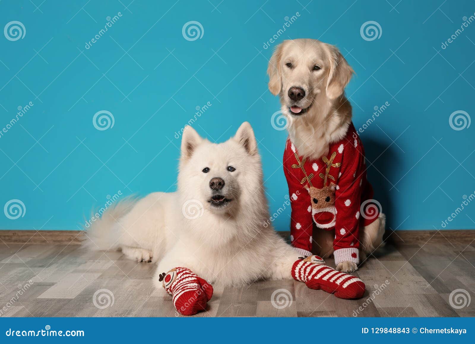 Cute Labrador Retriever in Christmas Sweater Stock Image - Image of ...