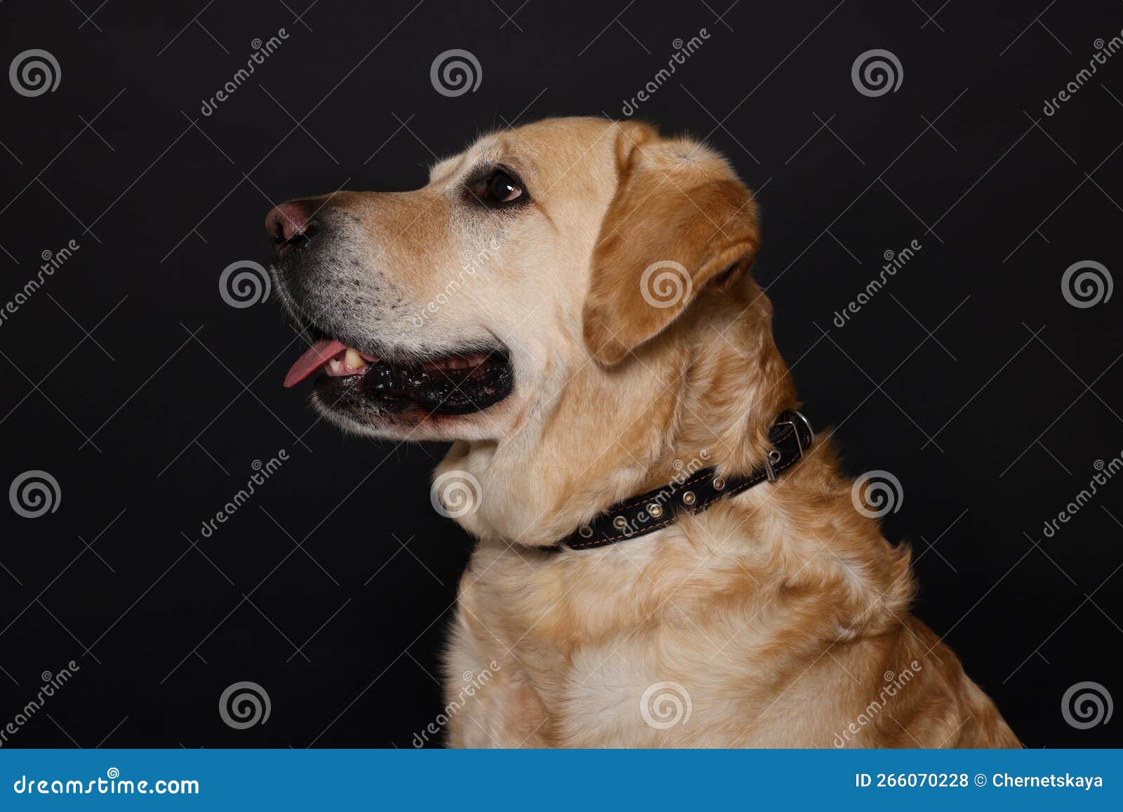 Cute Labrador Retriever in Dog Collar on Black Background Stock Photo