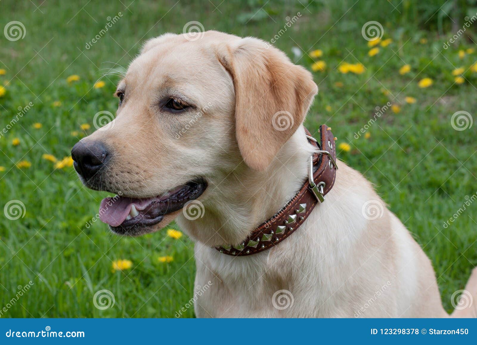 cute labrador retriever is sitting on a green meadow. pet animals.