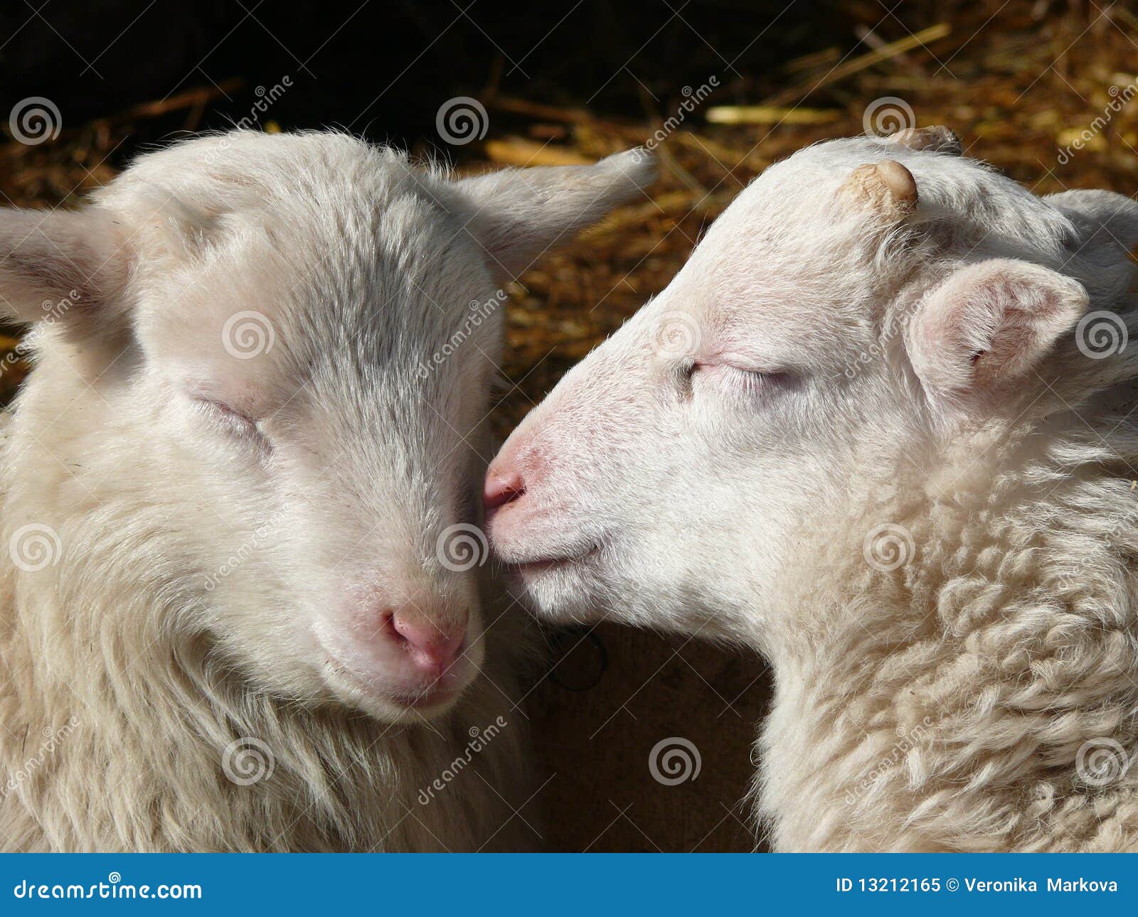 Two sleeping young lovely sheeps. cute lamb