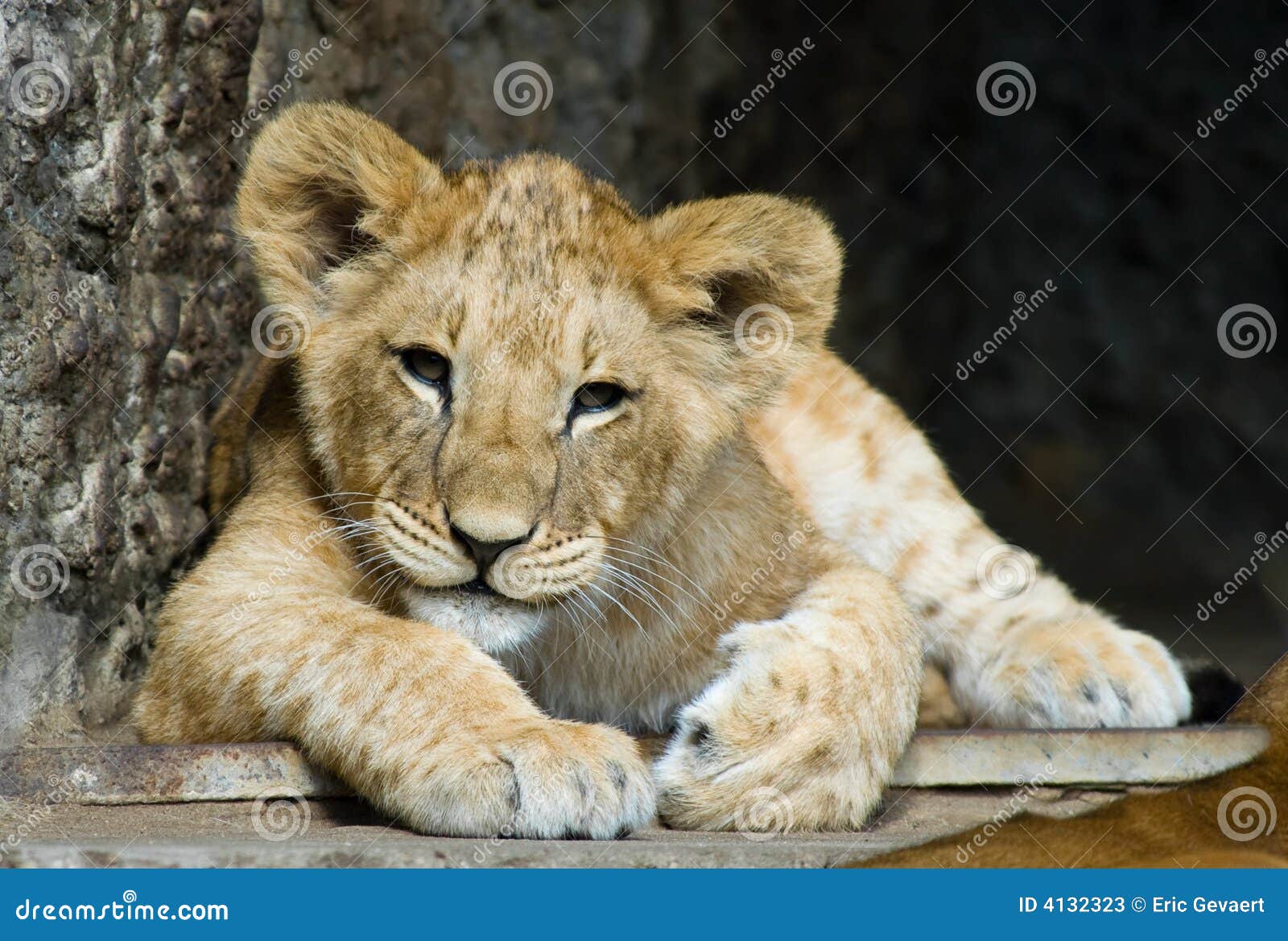 21 430 Cute Lion Photos Free Royalty Free Stock Photos From Dreamstime 21 430 Cute Lion Photos Free Royalty Free Stock Photos From Dreamstime
