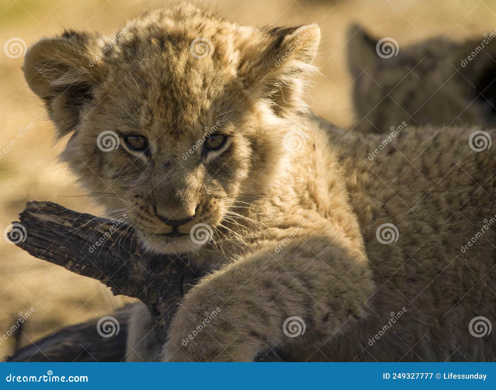cute lion cub face is about one of the big five of animal safaris across the african savannah