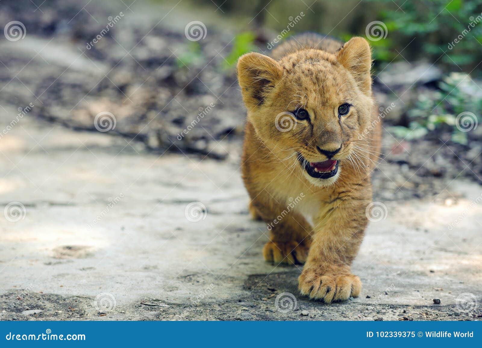 Cute lion cub stock image. Image of wildnature, close - 102339375