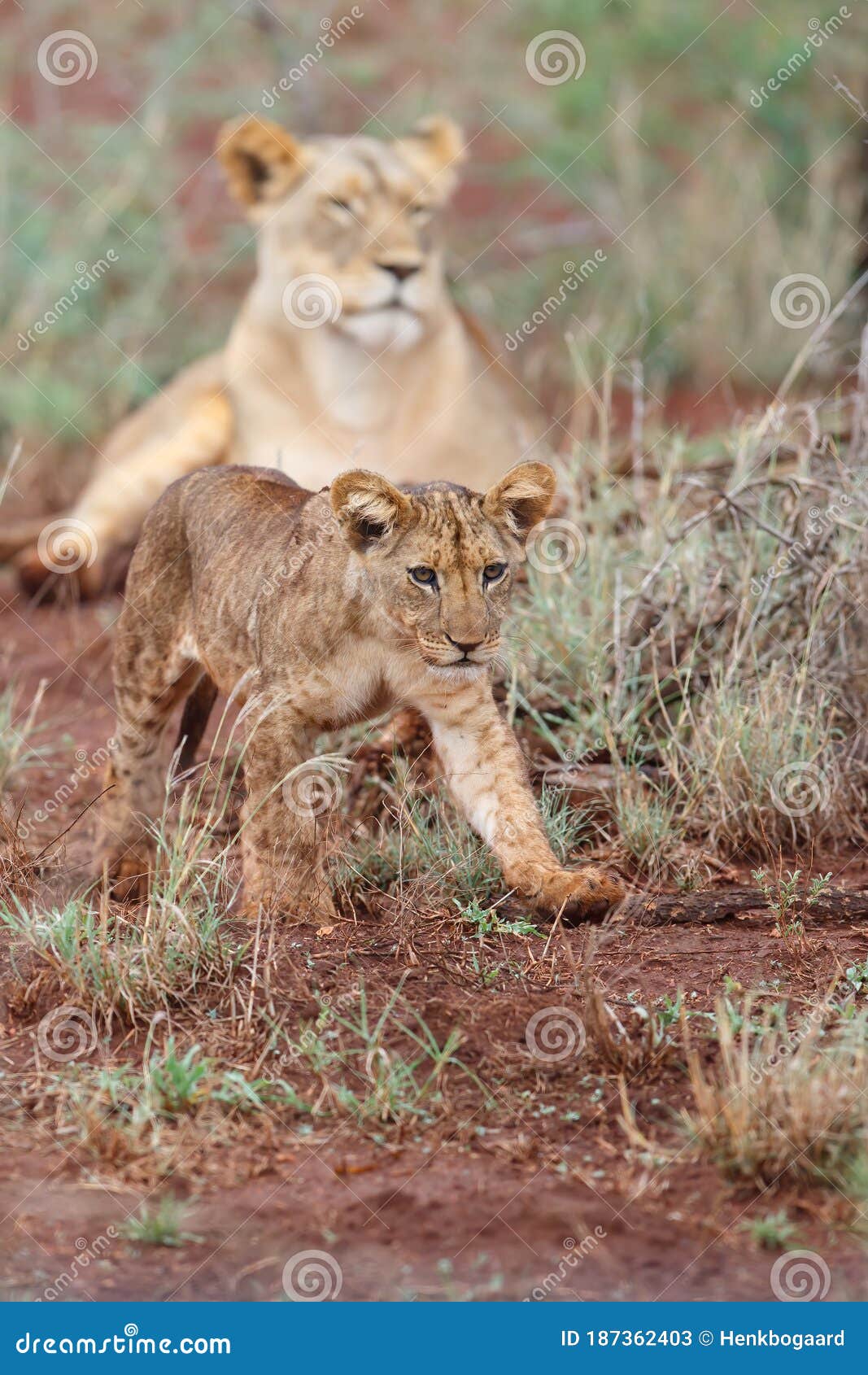 cute lion cub walking in zimanga