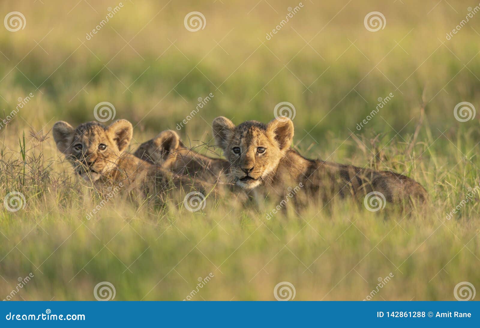 cute lion cubs at amboseli national park,kenya