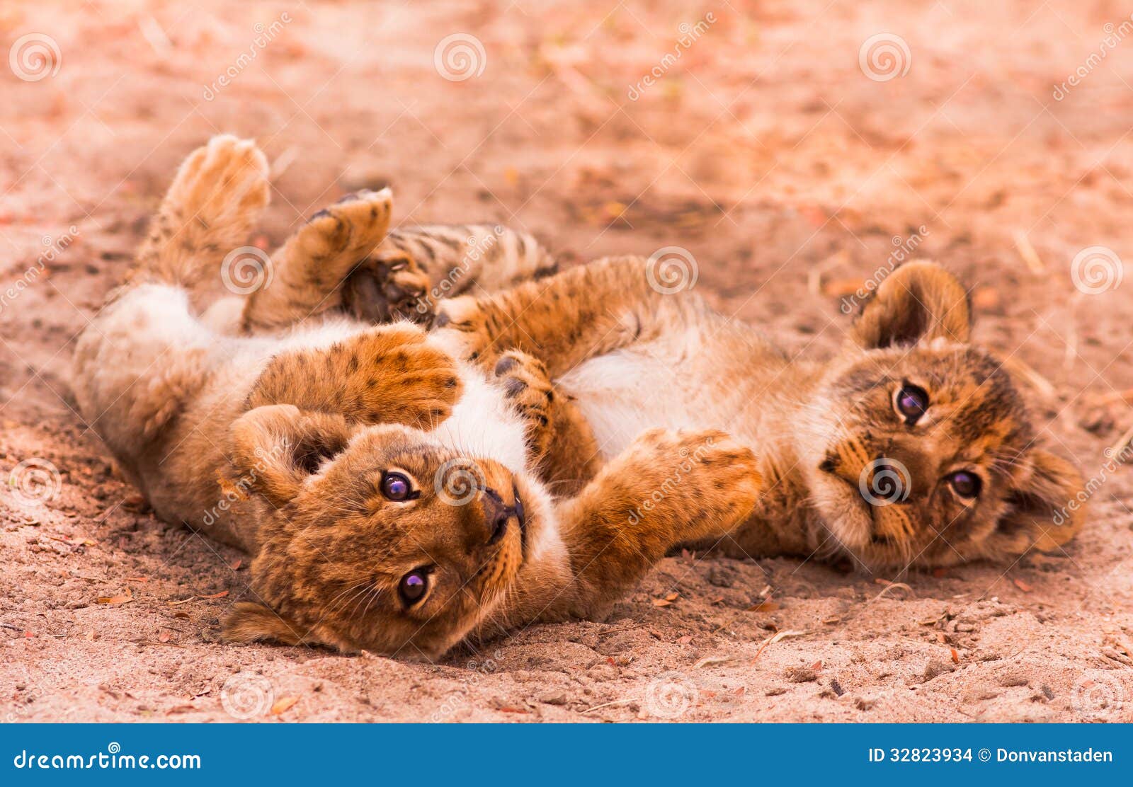 Cute Lion Cubs stock photo. Image of male, adorable, beautiful ...