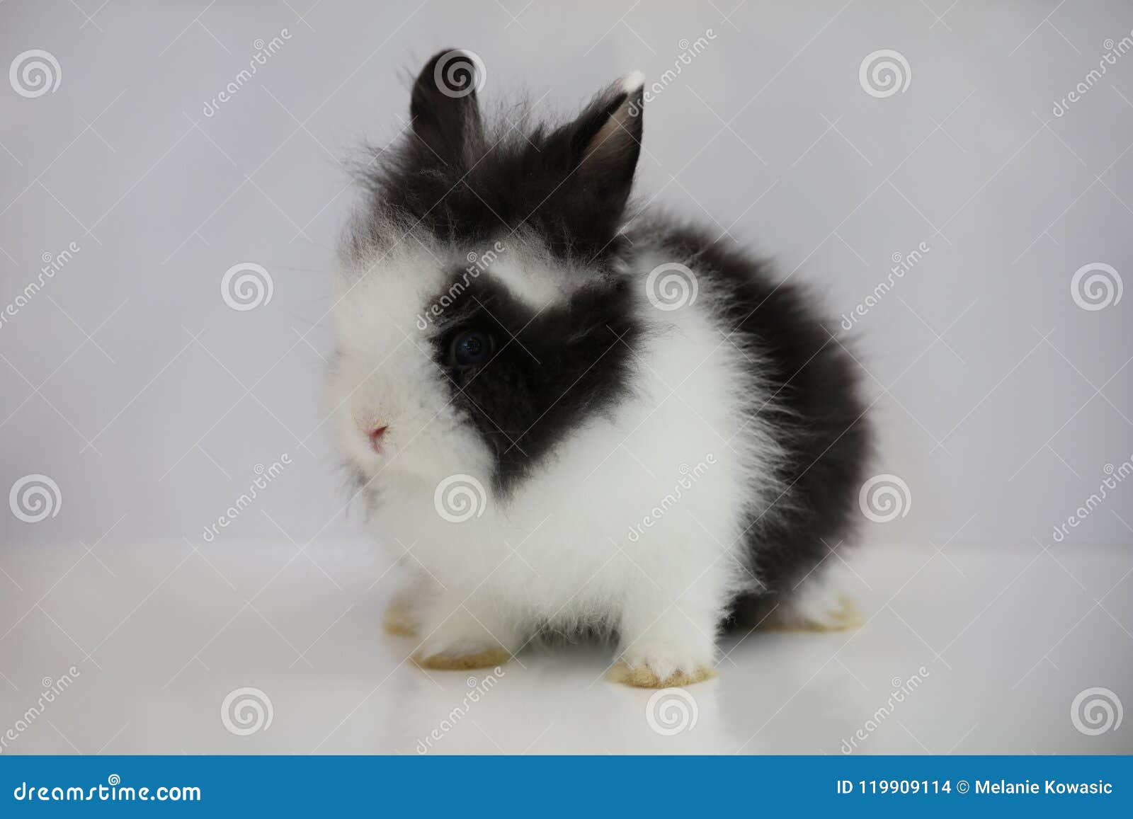 Cute lion head baby bunny stock photo. Image of furry - 119909114 Cute Lion Head Baby Bunny Stock Photo. Image Of Furry - 119909114