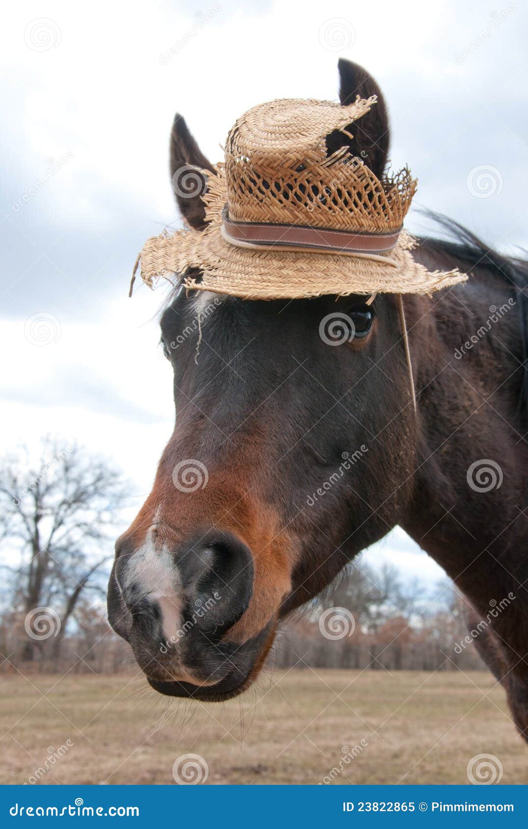 Cute Little Arabian Horse Wearing A Hat Stock Image