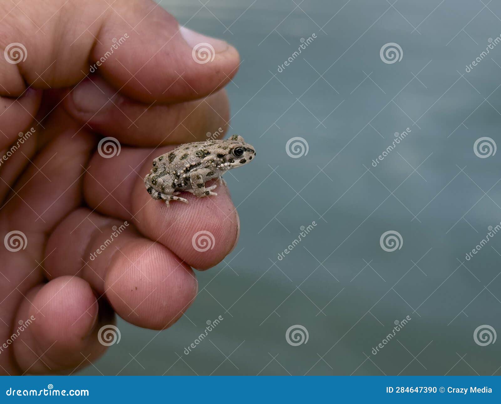 Cute Little Baby Frog S Habitat Stock Photo - Image of right, baby