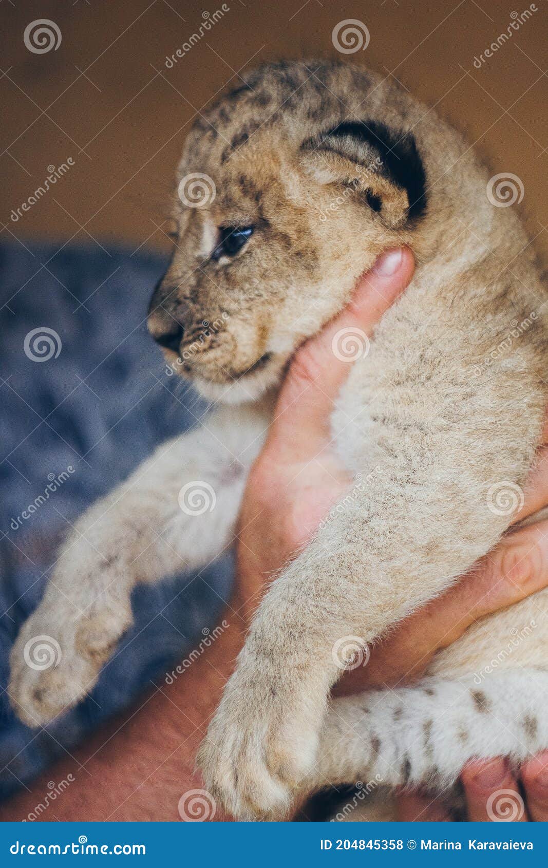 Paw Baby Lion Furry Paw Large Stock Photo 315670217