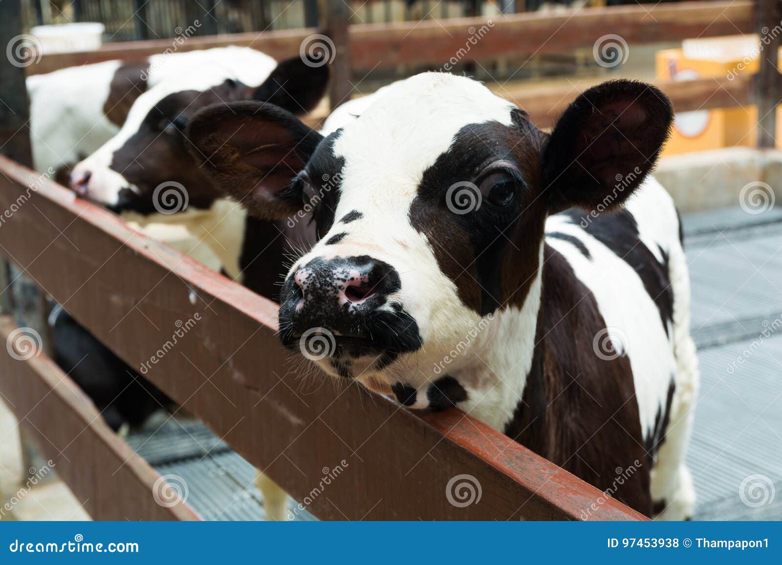 1,820 Jersey Cow Calf Stock Photos - Free & Royalty-Free Stock Photos from  Dreamstime