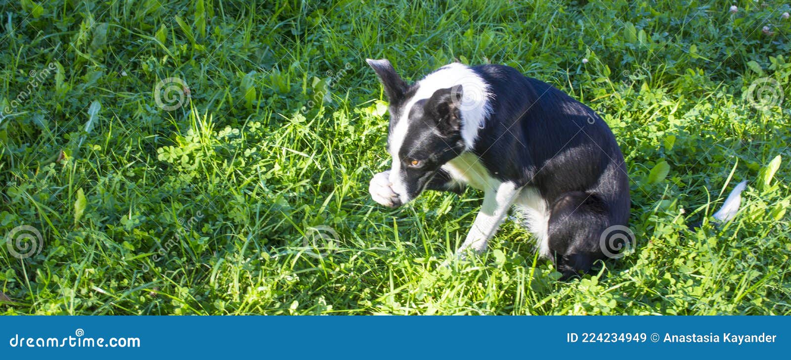 A Cute Little Black and White Dog Covers His Nose with His Leg As If To Ward Off an Offending Smell. Stock Image - Image of care, smile: 224234949 A Cute Little Black and White Dog Covers His Nose with His Leg As If To Ward Off an Offending Smell. Stock Image - Image of care, smile: 224234949