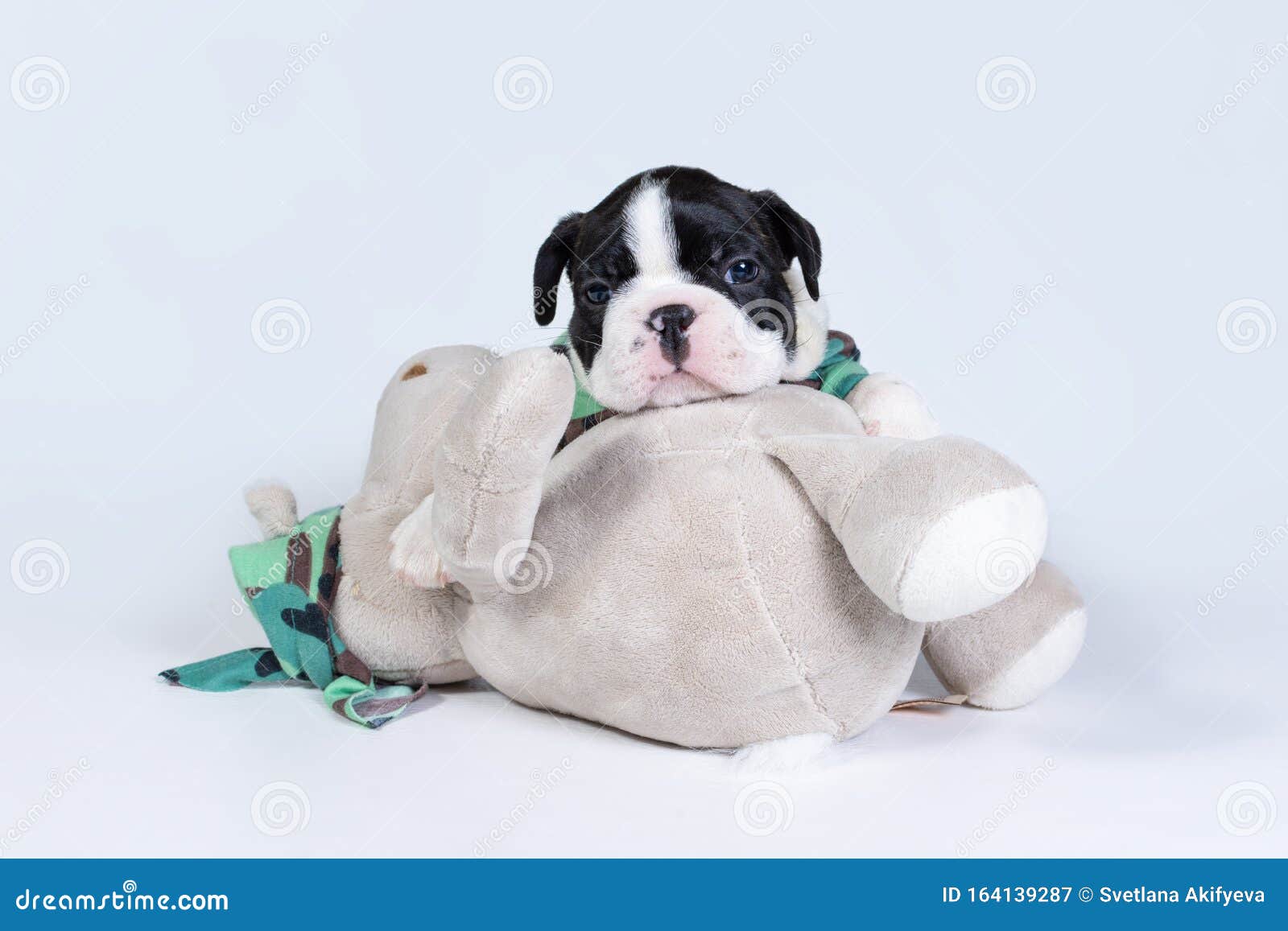 little boston terrier