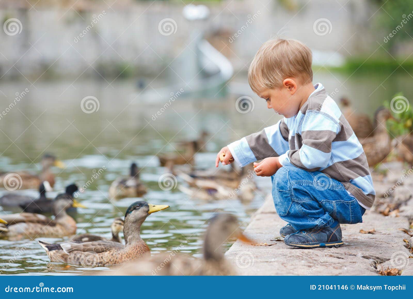 cute little boy feeding ducks