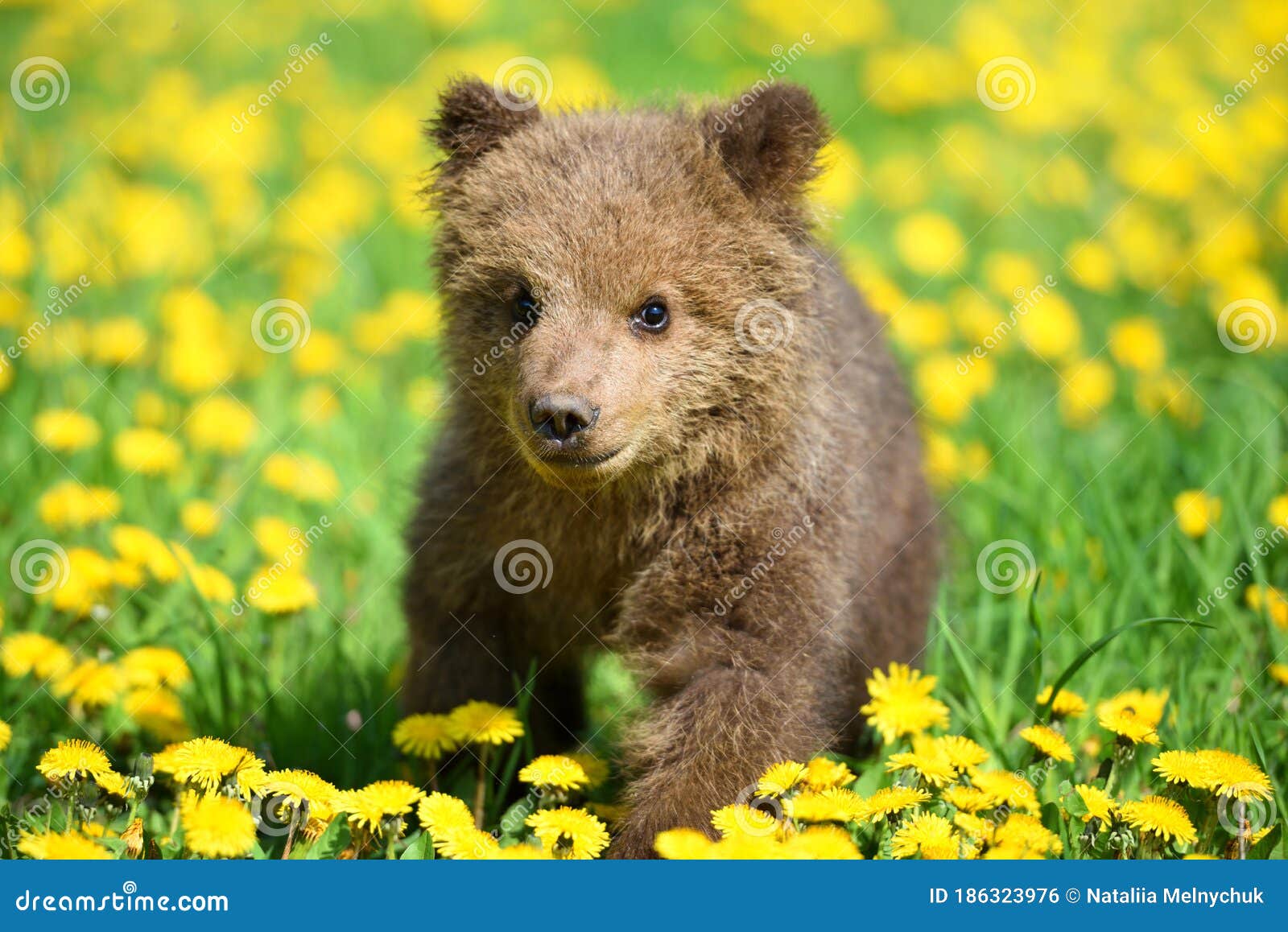 cute baby brown bears