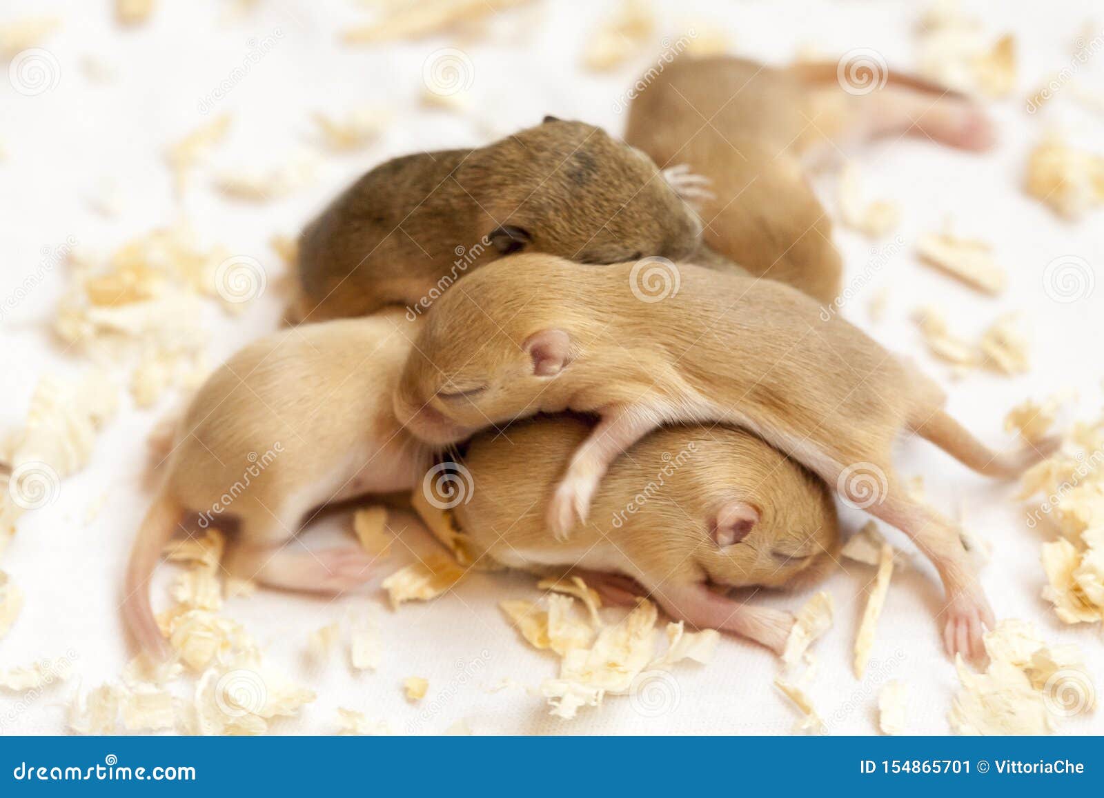 Cute Little Brown Mice Babies Sleeping Huddled Together. Macro Image